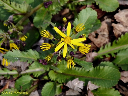 {Packera obovata}